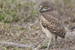 Burrowing Owl, Athene cunicularia