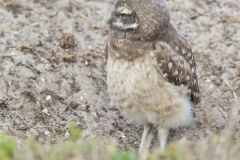 Burrowing Owl, Athene cunicularia