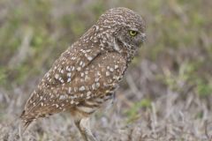 Burrowing Owl, Athene cunicularia