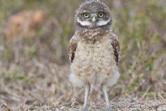 Burrowing Owl, Athene cunicularia