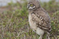 Burrowing Owl, Athene cunicularia