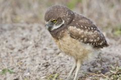 Burrowing Owl, Athene cunicularia