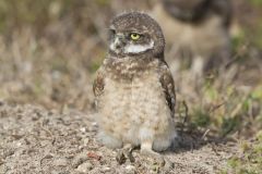 Burrowing Owl, Athene cunicularia