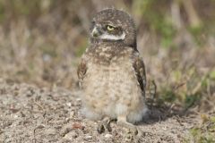 Burrowing Owl, Athene cunicularia