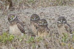 Burrowing Owl, Athene cunicularia