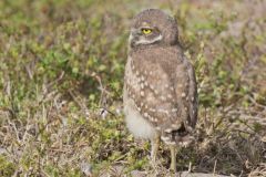 Burrowing Owl, Athene cunicularia