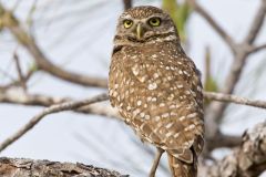 Burrowing Owl, Athene cunicularia