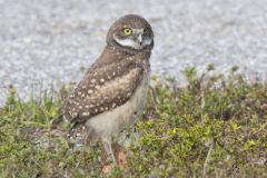 Burrowing Owl, Athene cunicularia