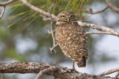 Burrowing Owl, Athene cunicularia