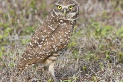 Burrowing Owl, Athene cunicularia