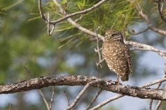 Burrowing Owl, Athene cunicularia