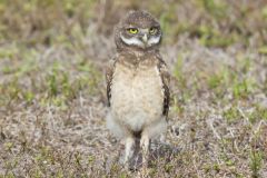 Burrowing Owl, Athene cunicularia