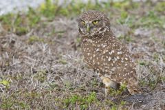 Burrowing Owl, Athene cunicularia