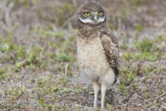 Burrowing Owl, Athene cunicularia