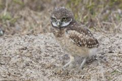 Burrowing Owl, Athene cunicularia