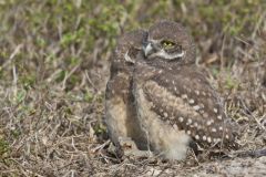 Burrowing Owl, Athene cunicularia