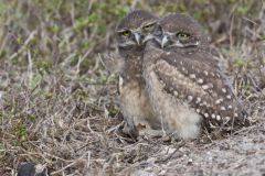 Burrowing Owl, Athene cunicularia