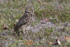 Burrowing Owl, Athene cunicularia