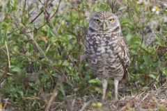 Burrowing Owl, Athene cunicularia