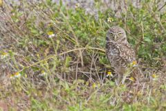 Burrowing Owl, Athene cunicularia