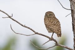 Burrowing Owl, Athene cunicularia