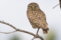 Burrowing Owl, Athene cunicularia