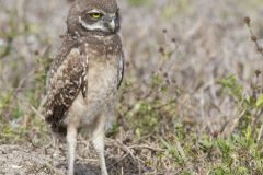 Burrowing Owl, Athene cunicularia