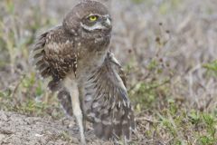 Burrowing Owl, Athene cunicularia