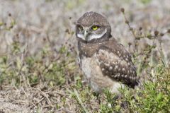 Burrowing Owl, Athene cunicularia