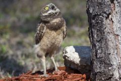 Burrowing Owl, Athene cunicularia