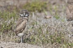 Burrowing Owl, Athene cunicularia