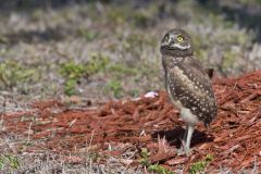 Burrowing Owl, Athene cunicularia