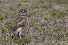 Burrowing Owl, Athene cunicularia