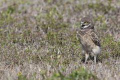 Burrowing Owl, Athene cunicularia