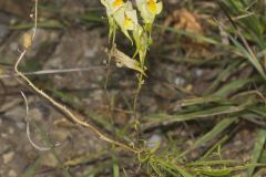 Butter and Eggs, Linaria vulgaris