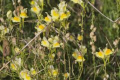 Butter and Eggs, Linaria vulgaris