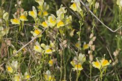 Butter and Eggs, Linaria vulgaris