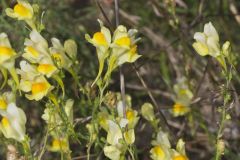 Butter and Eggs, Linaria vulgaris