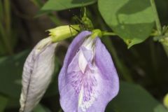 Butterfly Pea, Clitoria mariana