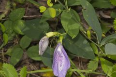 Butterfly Pea, Clitoria mariana