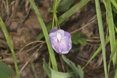 Butterfly Pea, Clitoria mariana