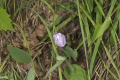 Butterfly Pea, Clitoria mariana