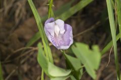 Butterfly Pea, Clitoria mariana