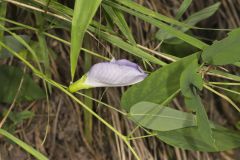 Butterfly Pea, Clitoria mariana