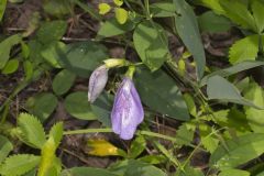 Butterfly Pea, Clitoria mariana