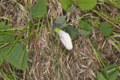 Butterfly Pea, Clitoria mariana