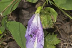 Butterfly Pea, Clitoria mariana