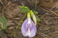 Butterfly Pea, Clitoria mariana