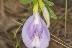 Butterfly Pea, Clitoria mariana