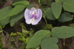 Butterfly Pea, Clitoria mariana